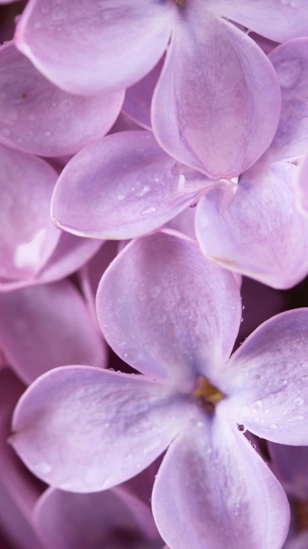 Lilac wallpaper 1080x1920