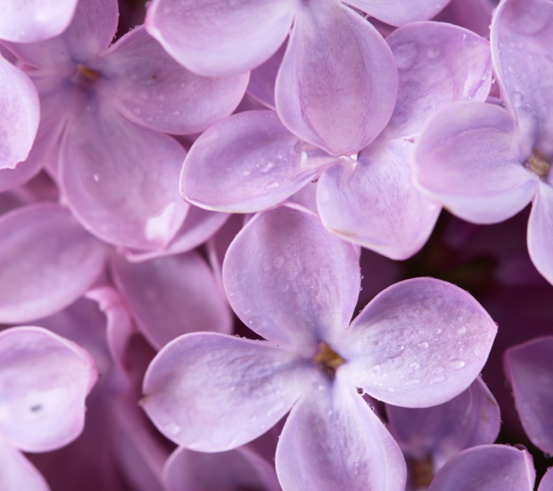 Das Lilac Wallpaper 1080x960