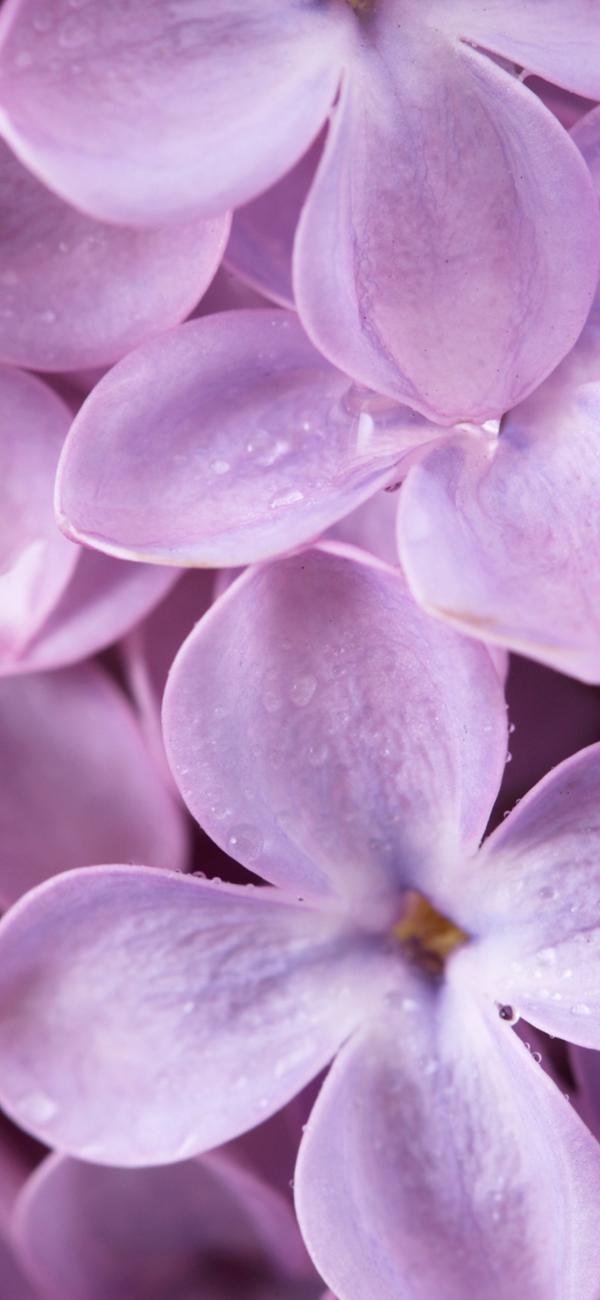 FREE April 2023 iPhone Wallpaper  Downloadable Background  Lilac  Green  Wallpaper  The Cozy Tangerine