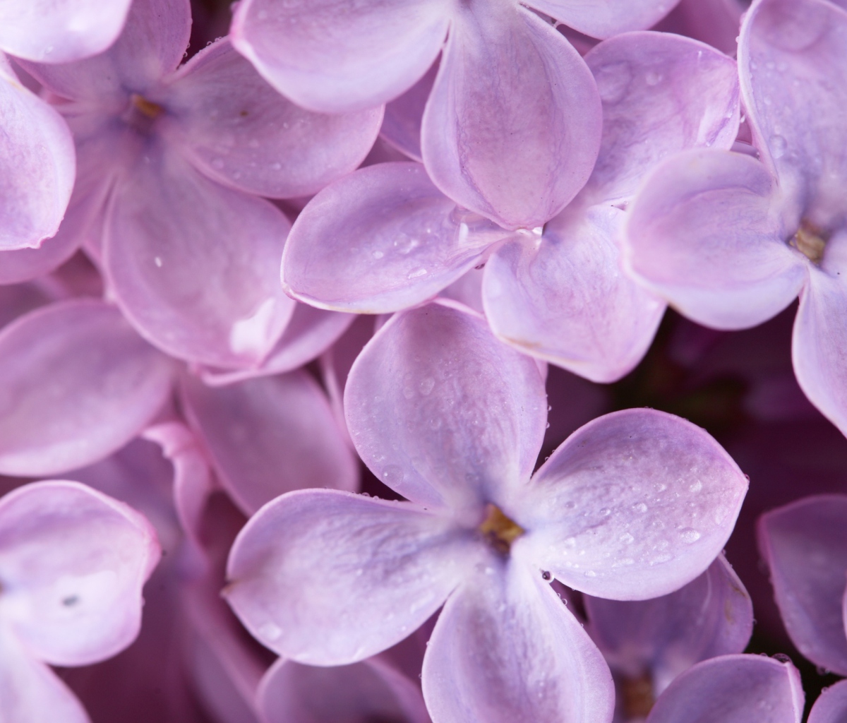 Sfondi Lilac 1200x1024