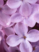 Lilac screenshot #1 132x176