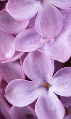 Lilac wallpaper 240x400