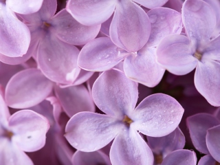 Das Lilac Wallpaper 320x240