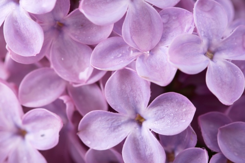 Das Lilac Wallpaper 480x320