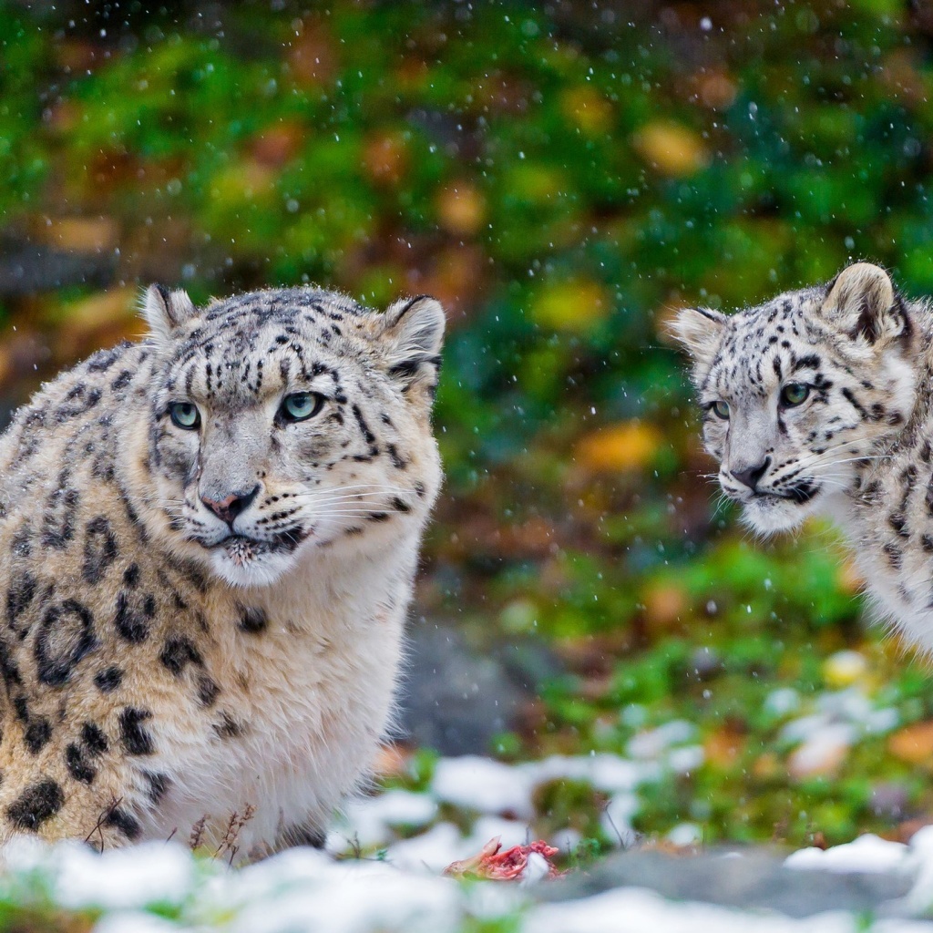 Fondo de pantalla Snow Leopard Family 1024x1024