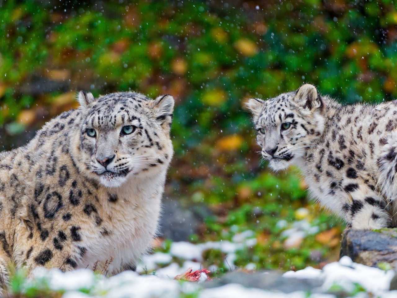 Обои Snow Leopard Family 1280x960
