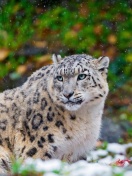 Sfondi Snow Leopard Family 132x176