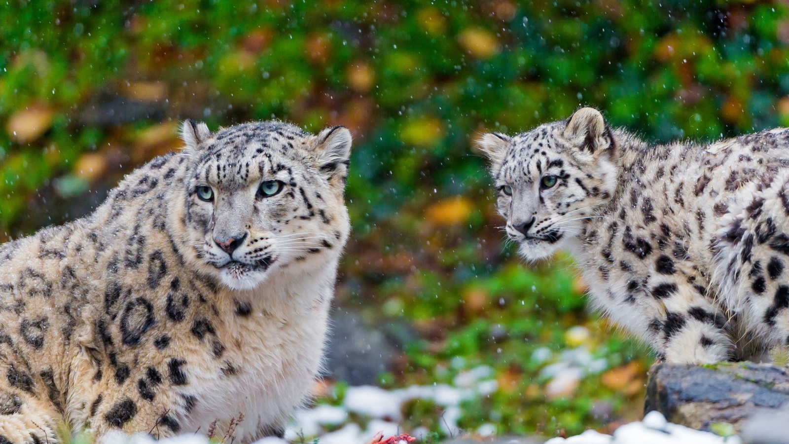 Обои Snow Leopard Family 1600x900