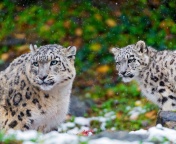 Snow Leopard Family wallpaper 176x144