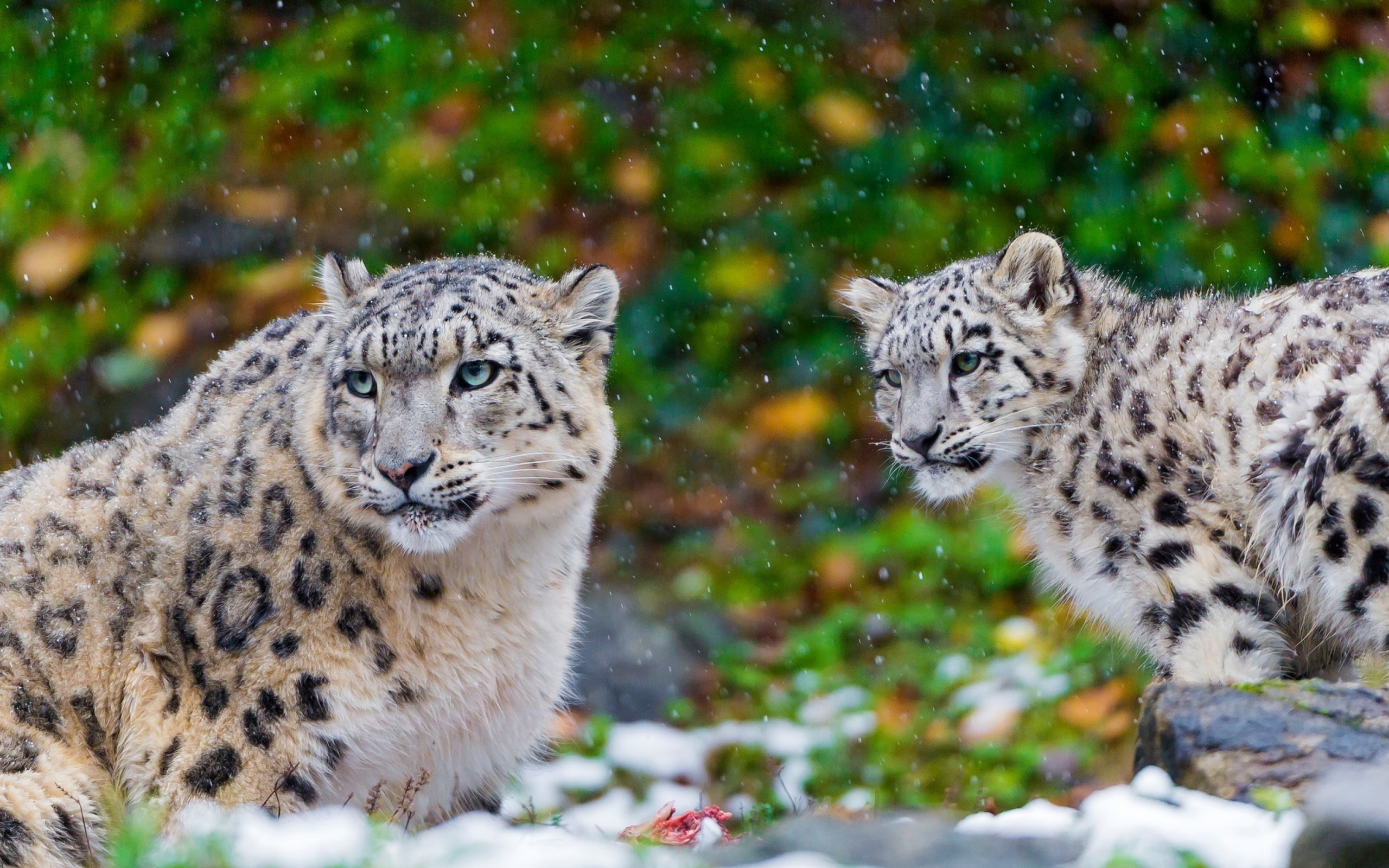 Screenshot №1 pro téma Snow Leopard Family 2560x1600