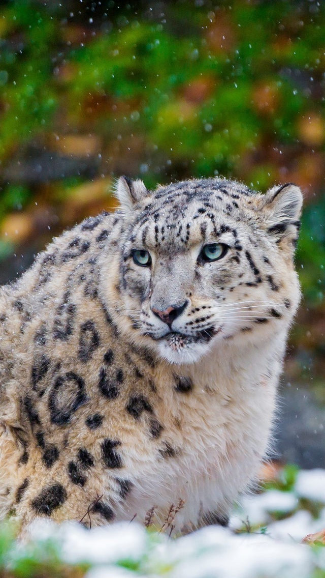 Fondo de pantalla Snow Leopard Family 640x1136