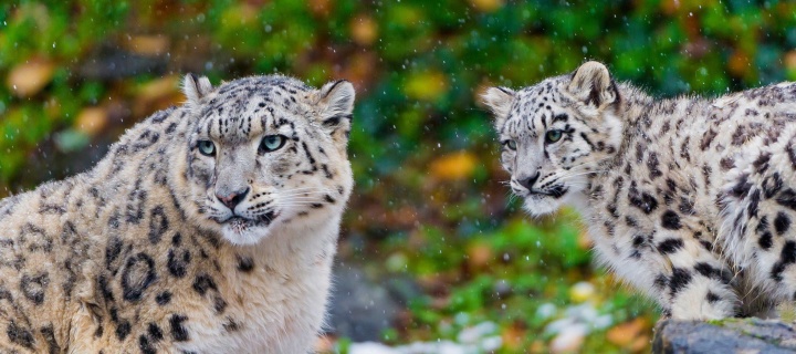 Snow Leopard Family wallpaper 720x320