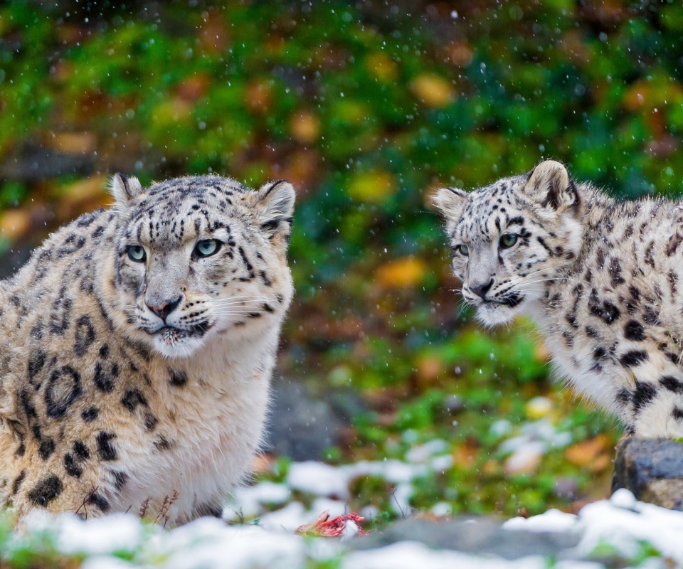 Обои Snow Leopard Family 960x800