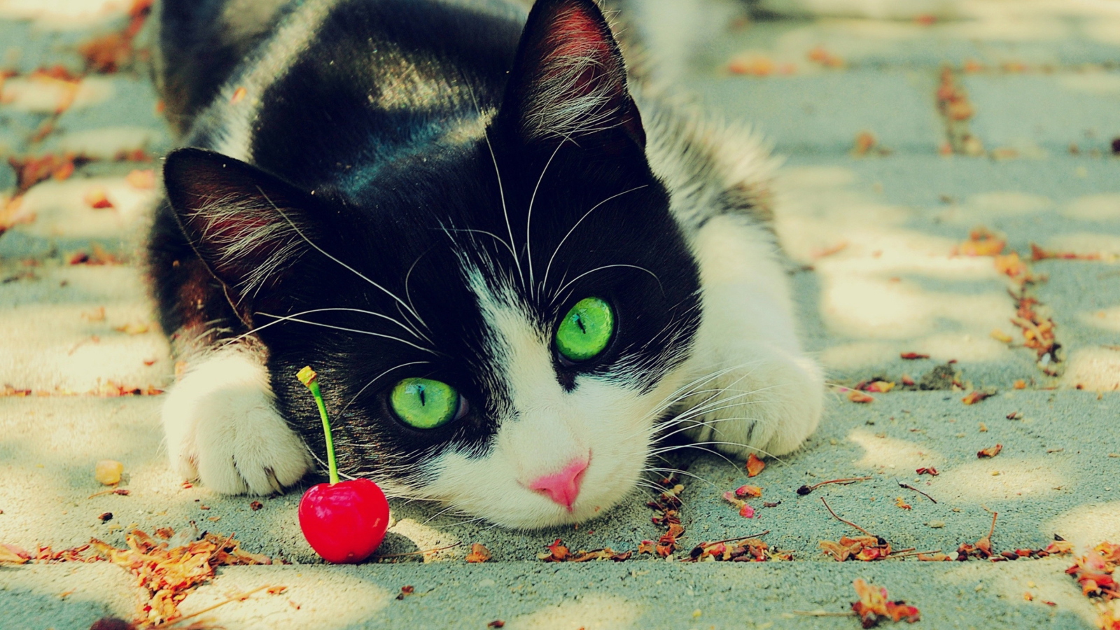 Cat And Cherry screenshot #1 1600x900
