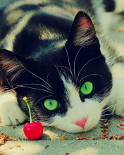 Cat And Cherry screenshot #1 176x220