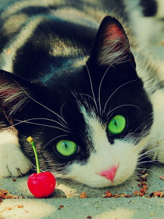 Cat And Cherry screenshot #1 240x320