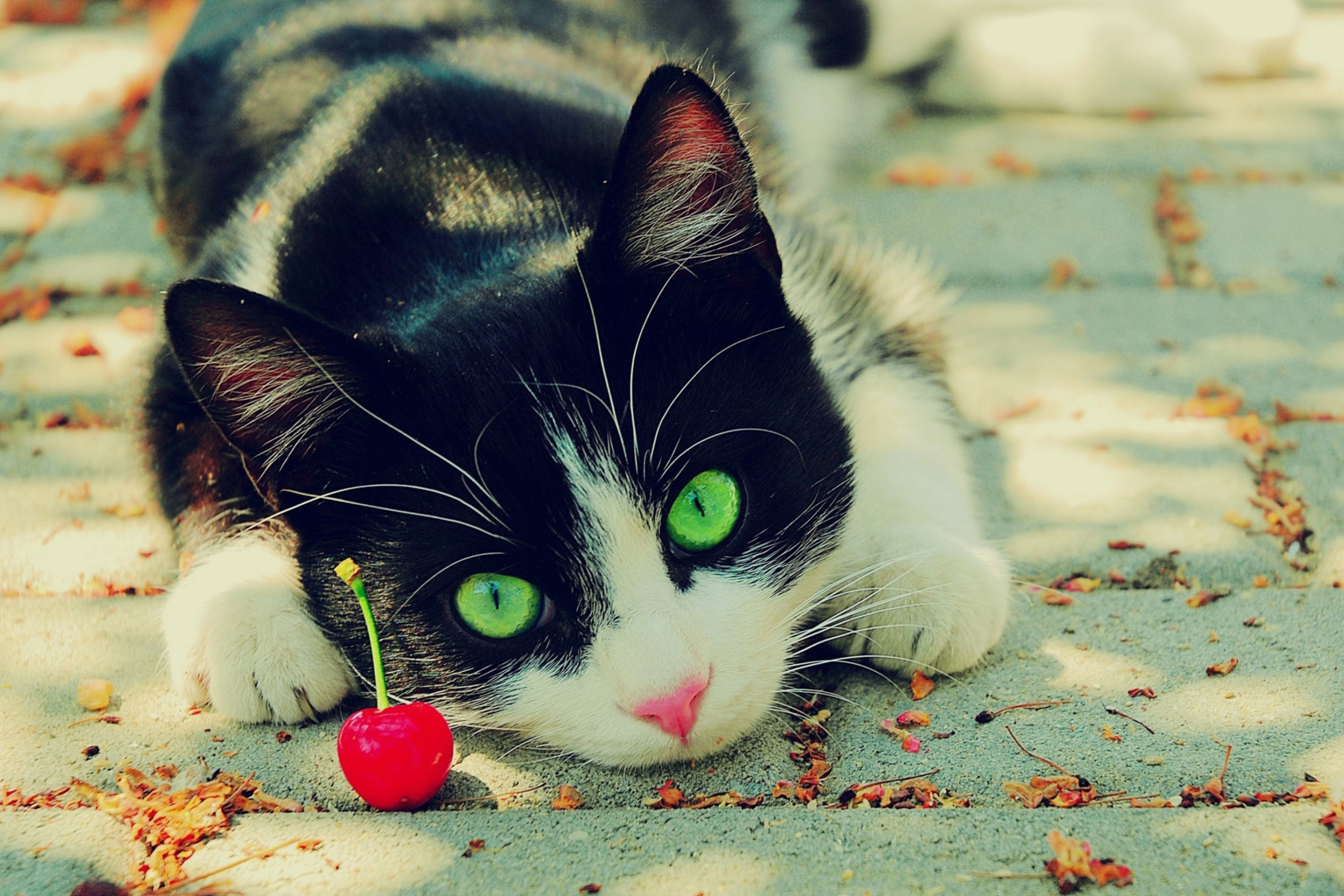 Обои Cat And Cherry 2880x1920