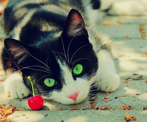 Cat And Cherry wallpaper 480x400