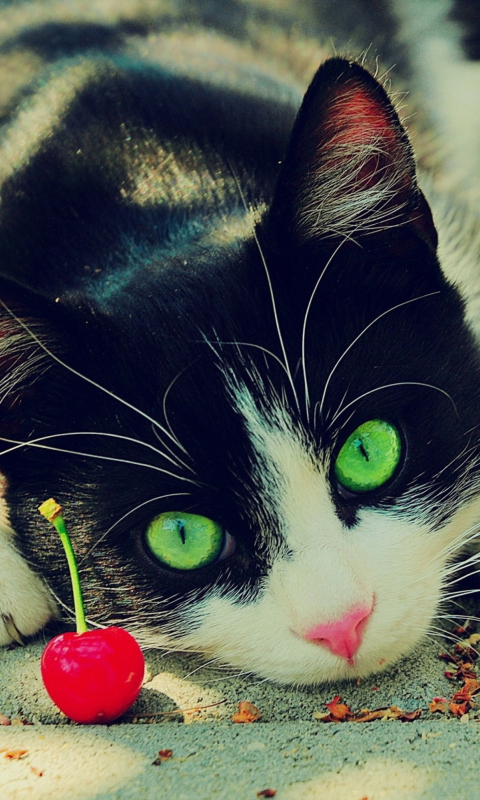 Sfondi Cat And Cherry 480x800