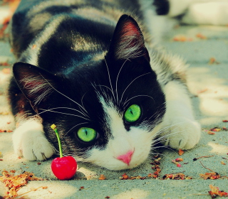 Free Cat And Cherry Picture for 208x208