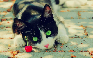 Cat And Cherry Wallpaper for Android, iPhone and iPad