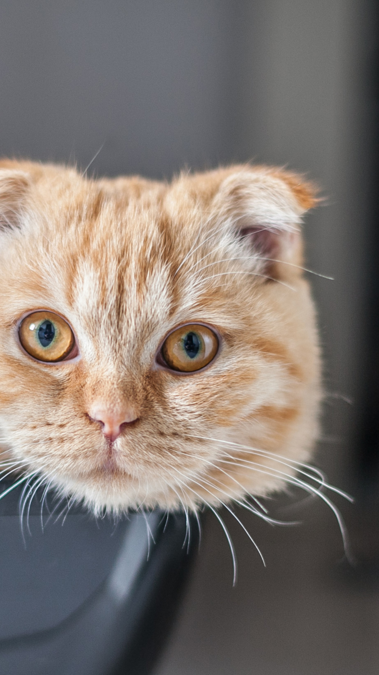 Scottish Fold screenshot #1 750x1334