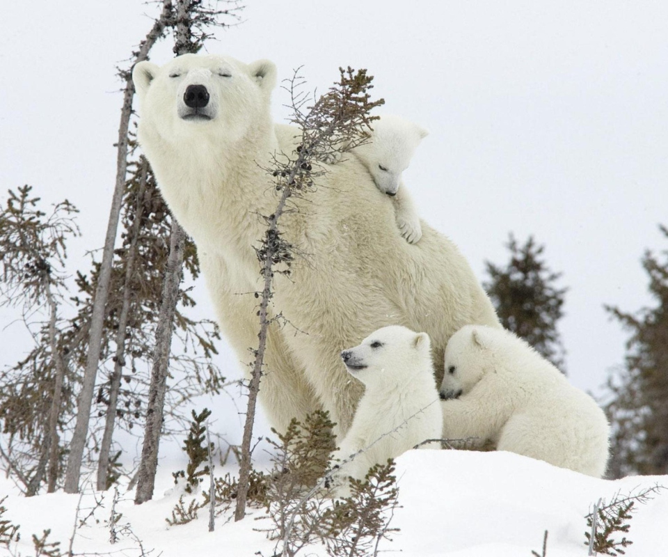 Sfondi White Bears 960x800