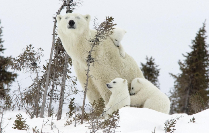 Fondo de pantalla White Bears