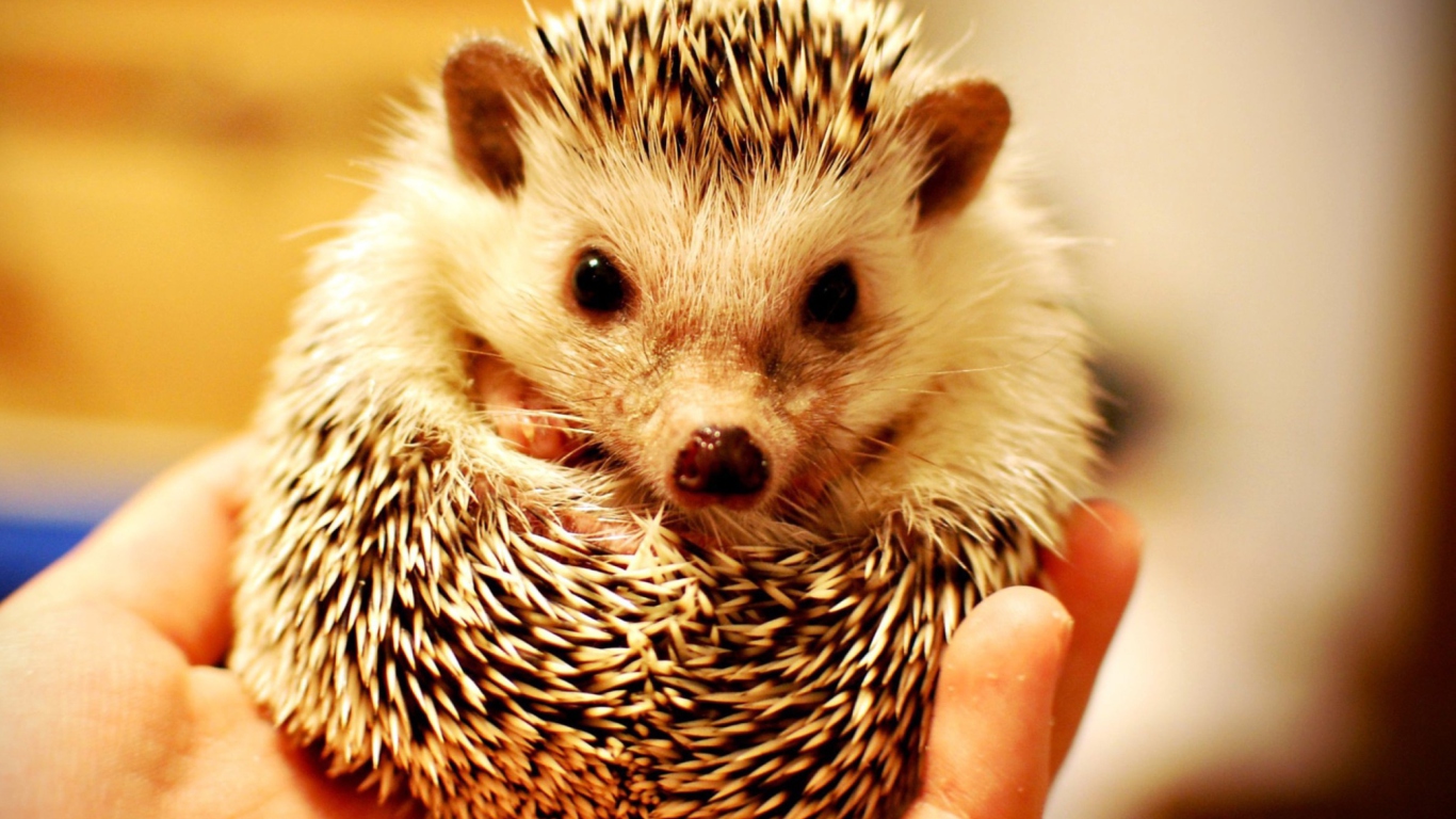 Fondo de pantalla Little Hedgehog 1366x768