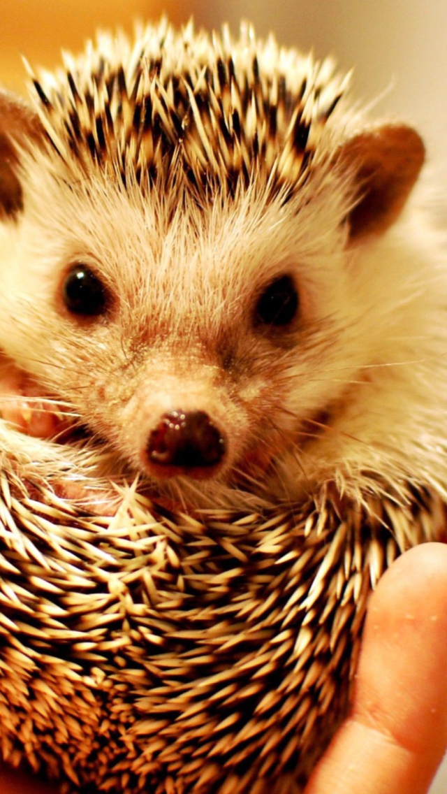 Little Hedgehog wallpaper 640x1136