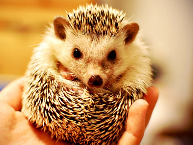 Little Hedgehog wallpaper 640x480