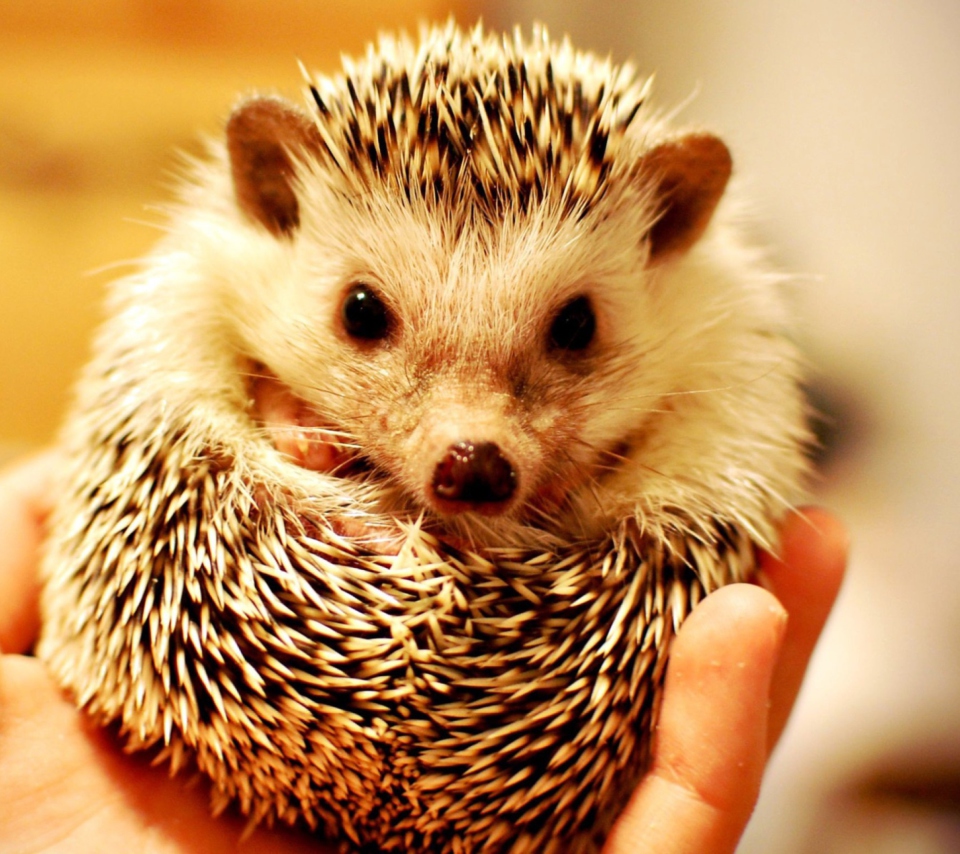 Little Hedgehog wallpaper 960x854