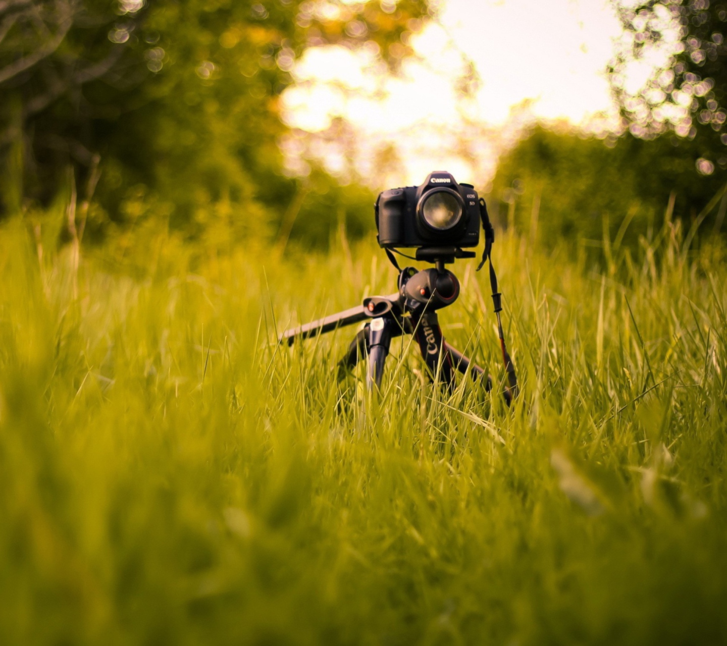 Das Camera In Grass Wallpaper 1440x1280