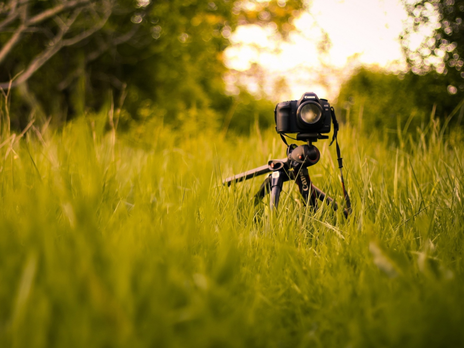 Fondo de pantalla Camera In Grass 1600x1200