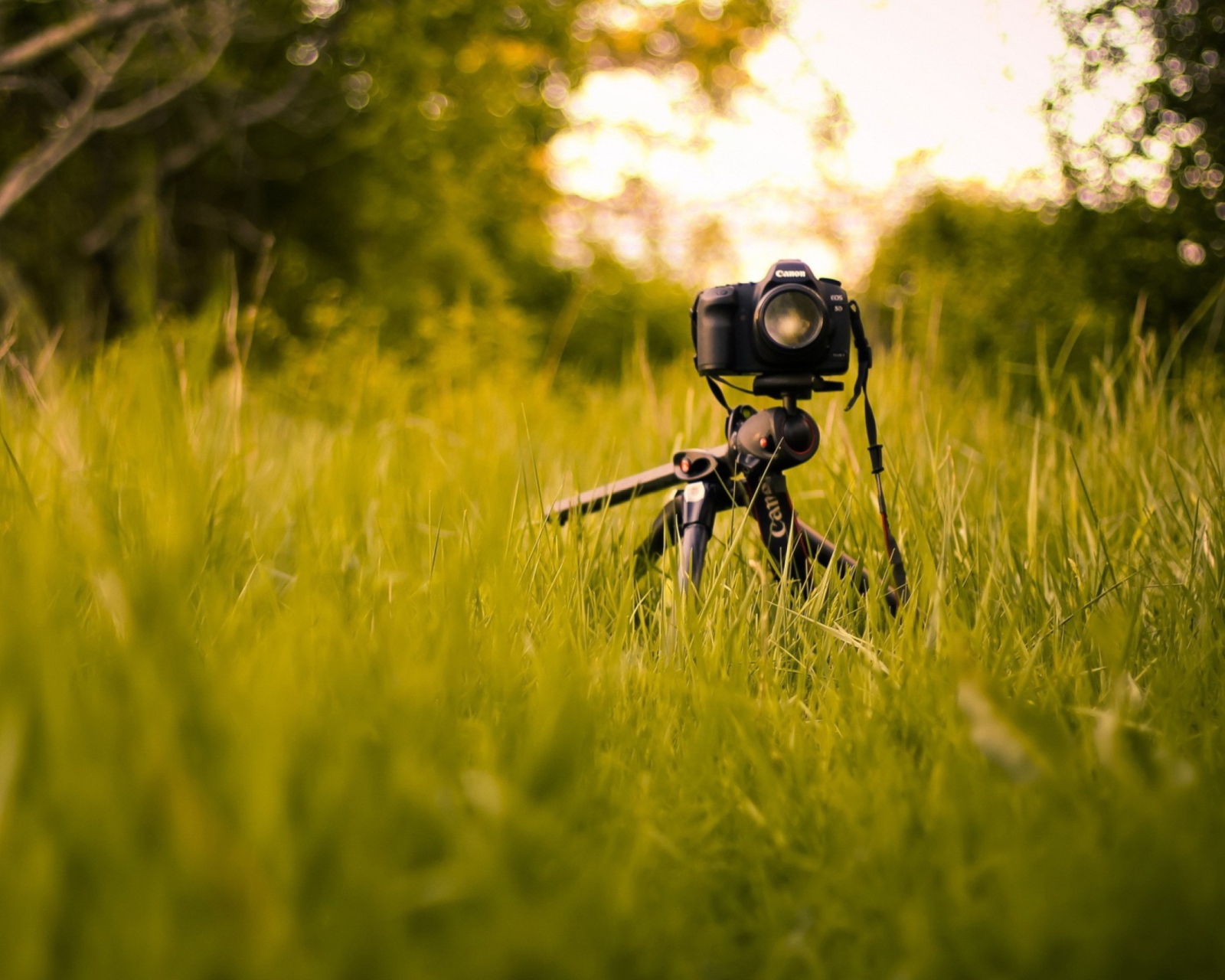 Обои Camera In Grass 1600x1280