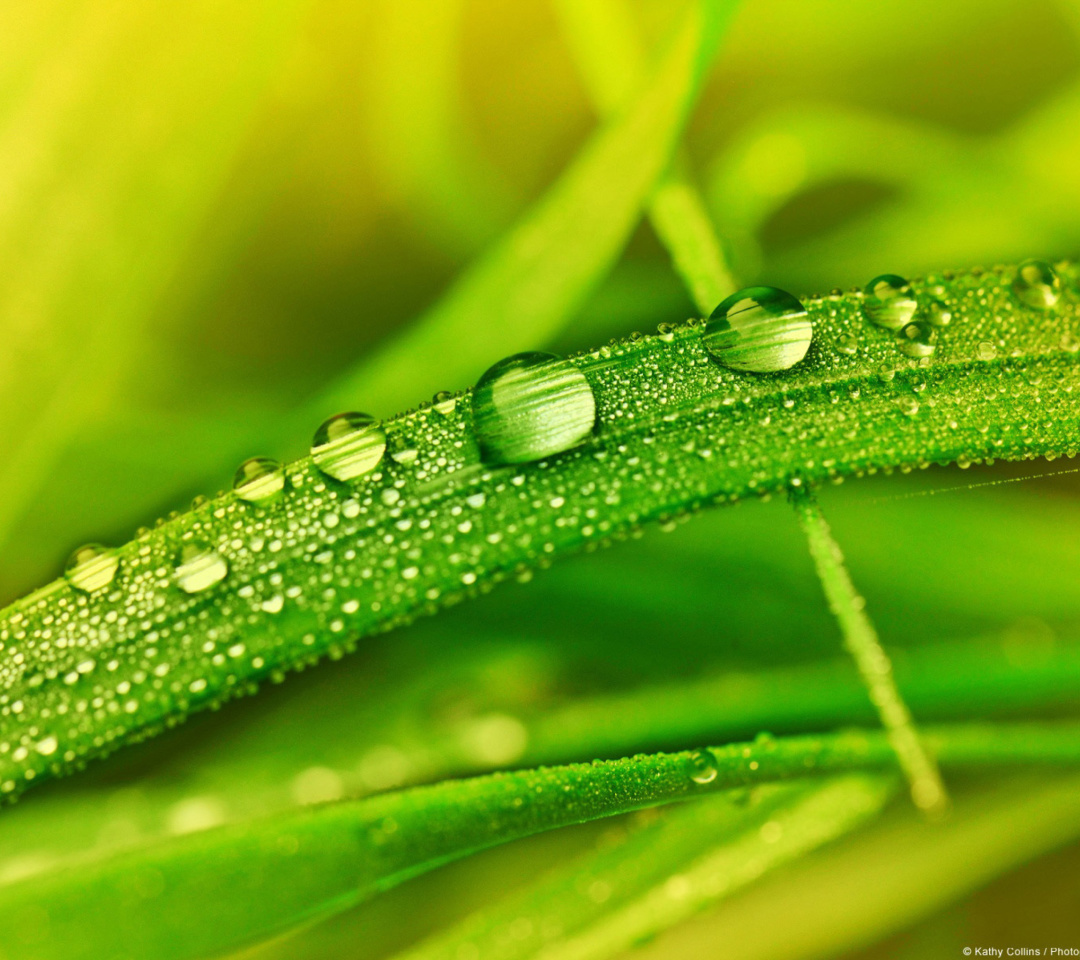 Dew on Grass screenshot #1 1080x960