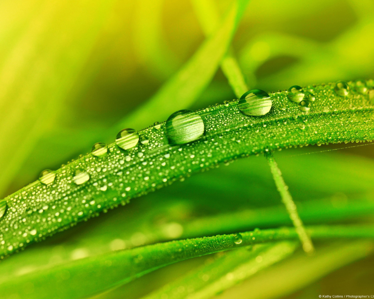 Dew on Grass wallpaper 1280x1024