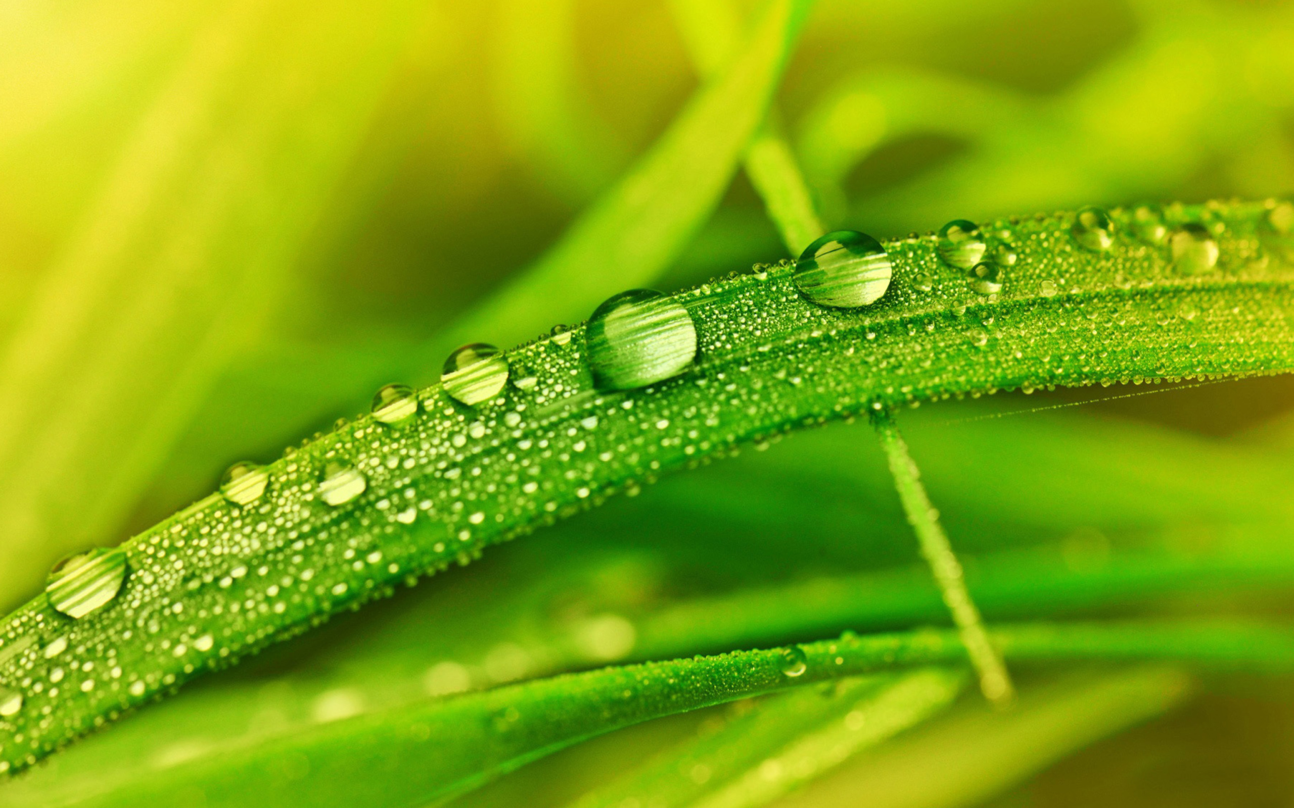 Обои Dew on Grass 2560x1600