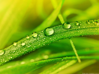 Screenshot №1 pro téma Dew on Grass 320x240