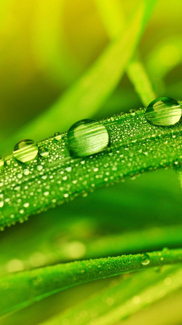 Das Dew on Grass Wallpaper 360x640