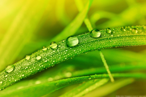 Dew on Grass screenshot #1 480x320