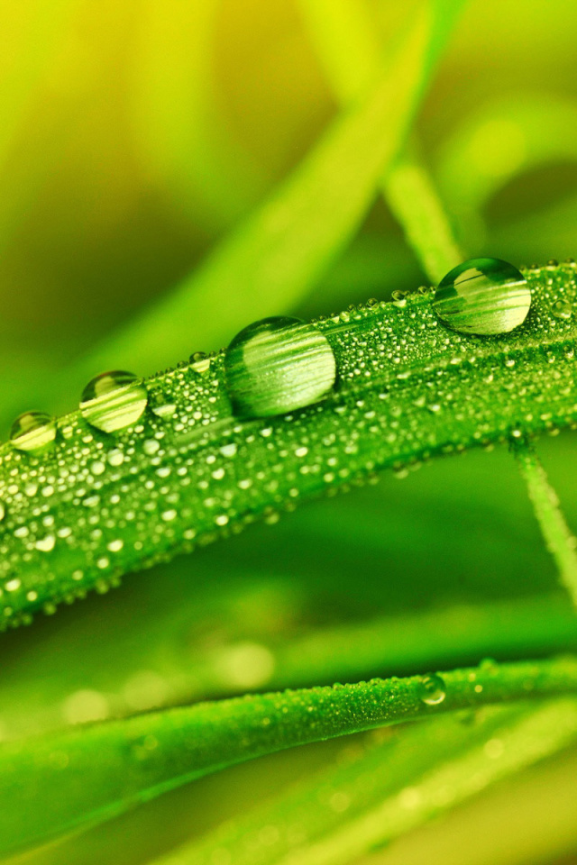 Dew on Grass screenshot #1 640x960
