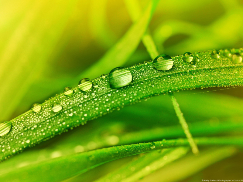 Das Dew on Grass Wallpaper 800x600