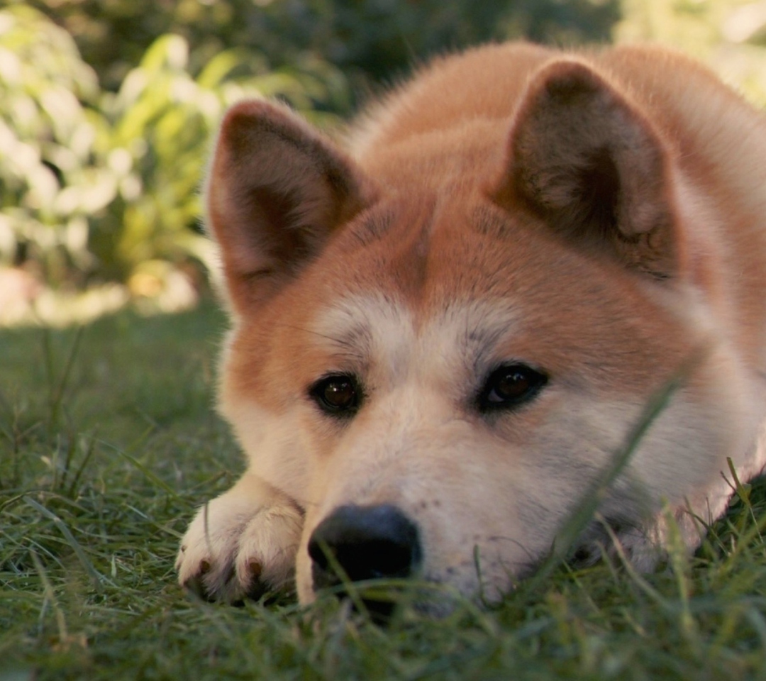Fondo de pantalla Dog Sitting In The Grass 1080x960