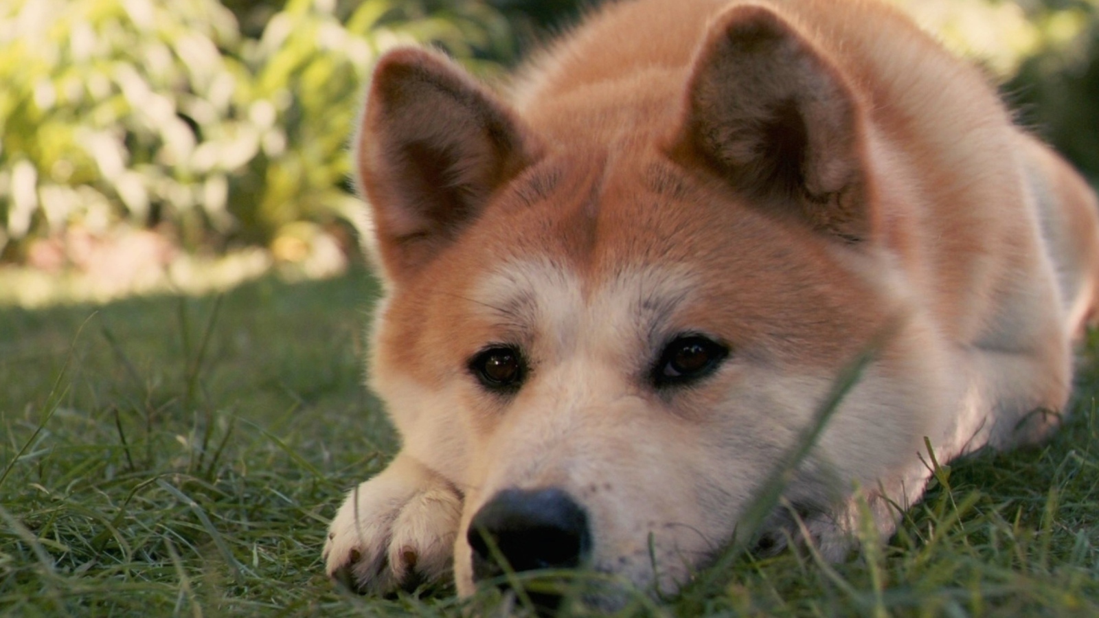 Sfondi Dog Sitting In The Grass 1600x900