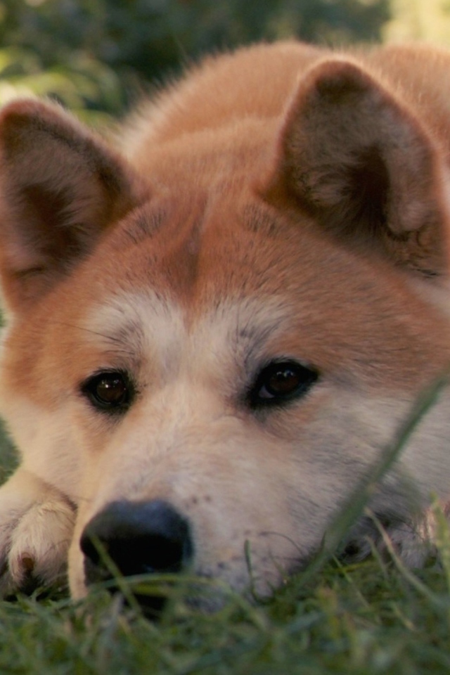 Dog Sitting In The Grass screenshot #1 640x960