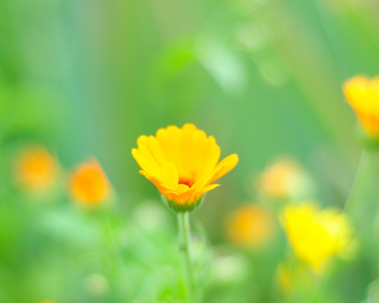 Sfondi Yellow Flowers 1280x1024