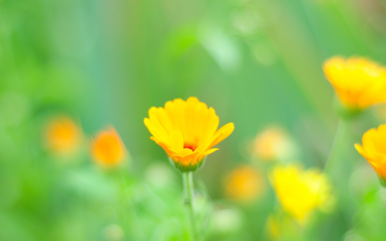 Fondo de pantalla Yellow Flowers 1280x800