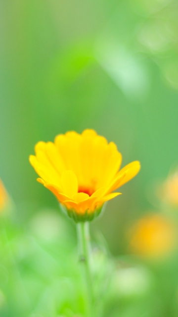 Yellow Flowers screenshot #1 360x640
