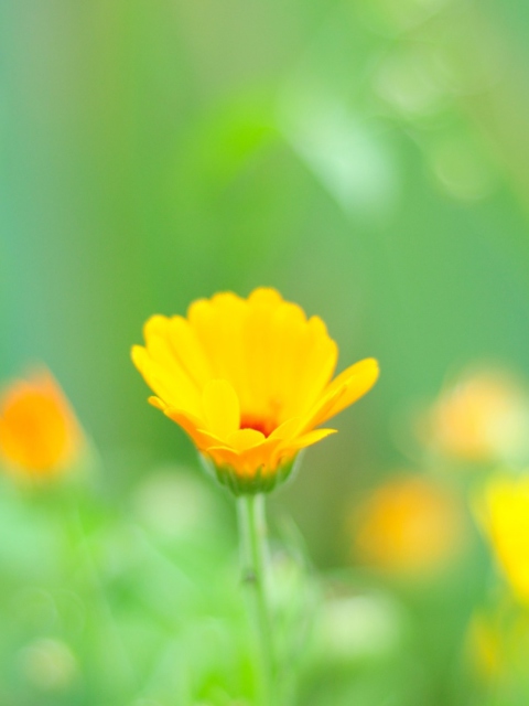 Yellow Flowers screenshot #1 480x640